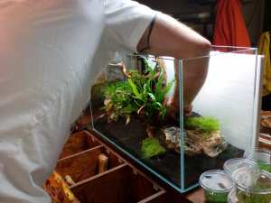 Növényes akvárium.