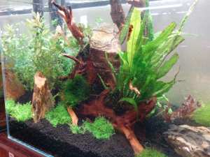 novenyes-akvarium_vad_vilag_gyongyos